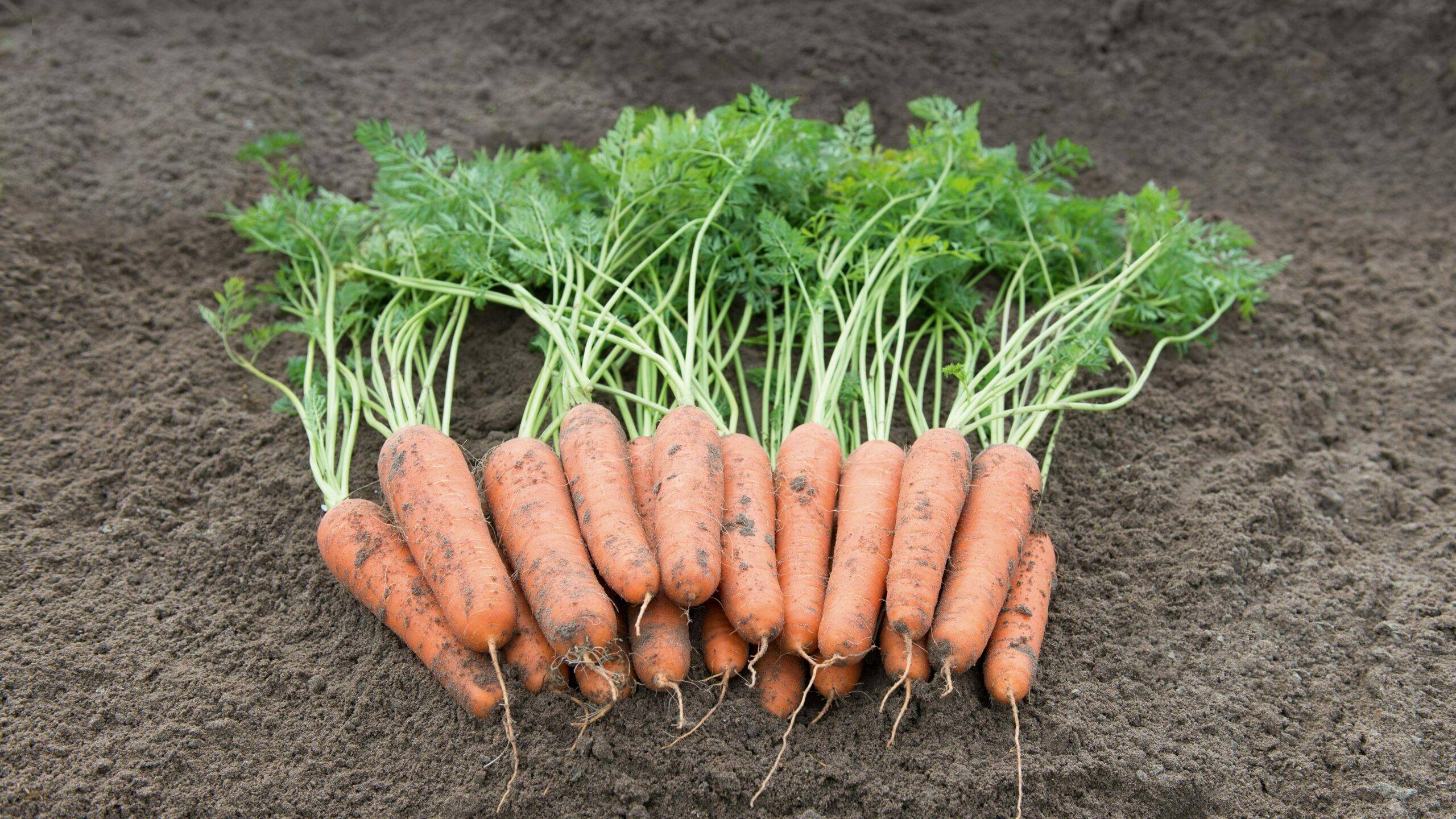 bejo-iberica-zanahoria-nazareth|bejo-iberica-Catálogo